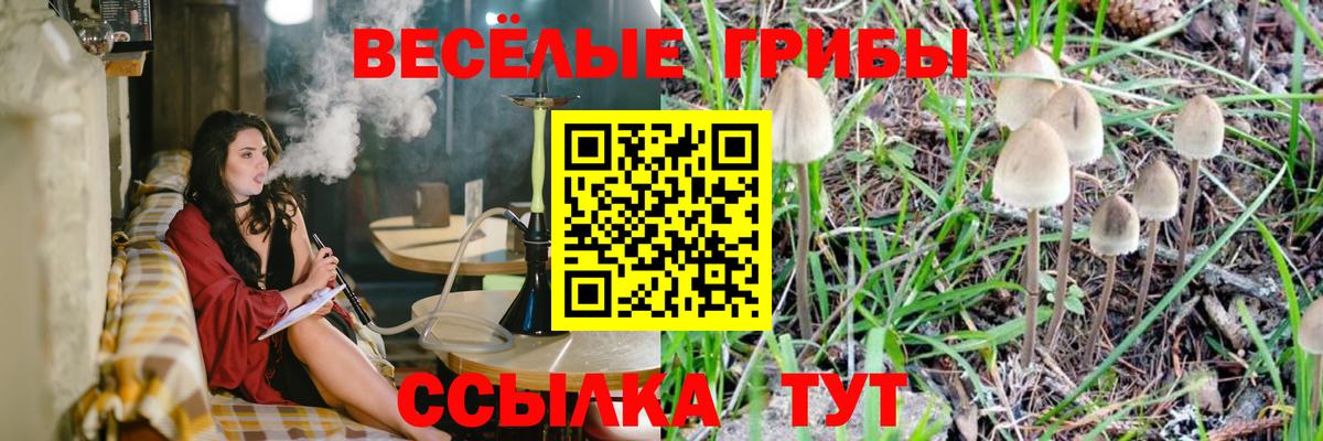 как найти   Вход с VPN  Павлово  Псилоцибиновые грибы Psilocybe  Псилоцибиновые грибы MAGIC MUSHROOMS 